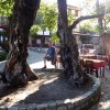 platan 1